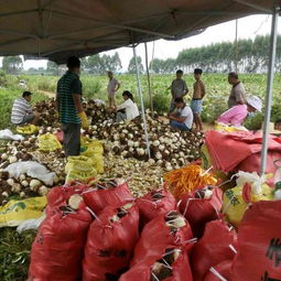 荔浦芋頭6cm以上批發供應與市場行情解析
